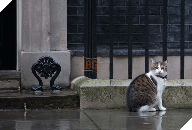 Hoàng thượng mèo “lầy lội” ở lì trong dinh thủ tướng Anh bất chấp ai lên nắm quyền