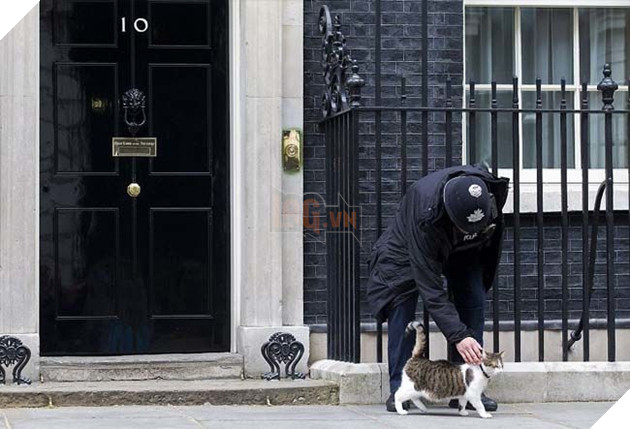 Hoàng thượng mèo “lầy lội” ở lì trong dinh thủ tướng Anh bất chấp ai lên nắm quyền