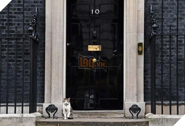 Hoàng thượng mèo “lầy lội” ở lì trong dinh thủ tướng Anh bất chấp ai lên nắm quyền