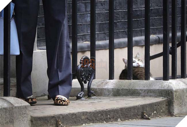 Hoàng thượng mèo “lầy lội” ở lì trong dinh thủ tướng Anh bất chấp ai lên nắm quyền