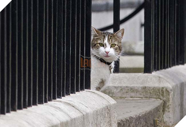 Hoàng thượng mèo “lầy lội” ở lì trong dinh thủ tướng Anh bất chấp ai lên nắm quyền