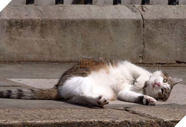 Hoàng thượng mèo “lầy lội” ở lì trong dinh thủ tướng Anh bất chấp ai lên nắm quyền