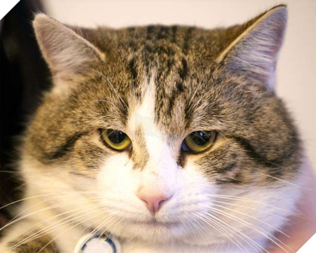 Hoàng thượng mèo “lầy lội” ở lì trong dinh thủ tướng Anh bất chấp ai lên nắm quyền