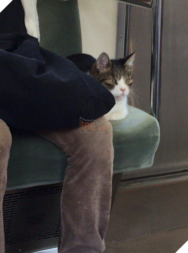 Kỳ lạ chú mèo đi tàu điện ngầm suốt 5 năm trời khiến cộng đồng mạng phát sốt