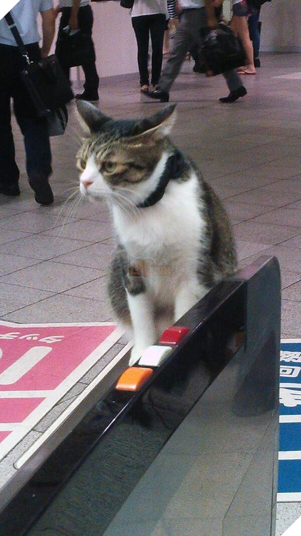 Kỳ lạ chú mèo đi tàu điện ngầm suốt 5 năm trời khiến cộng đồng mạng phát sốt 2