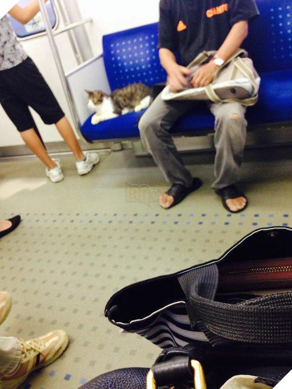 Kỳ lạ chú mèo đi tàu điện ngầm suốt 5 năm trời khiến cộng đồng mạng phát sốt 3