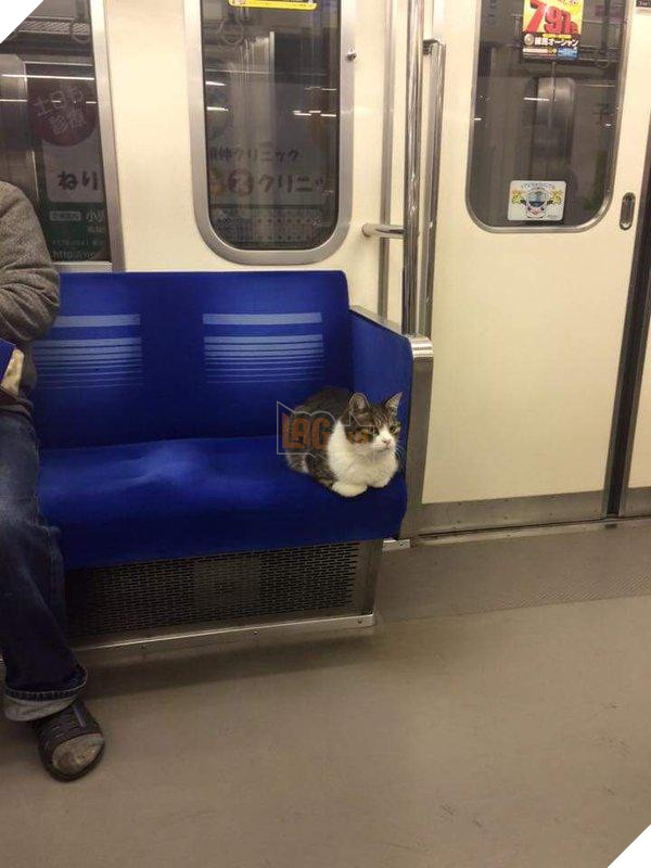 Kỳ lạ chú mèo đi tàu điện ngầm suốt 5 năm trời khiến cộng đồng mạng phát sốt 4