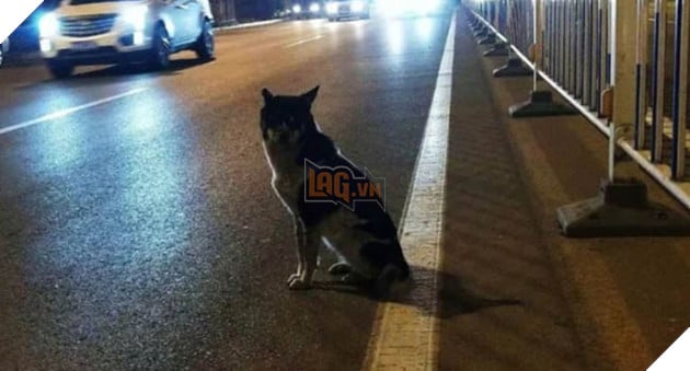 Cảm động câu chuyện chú chó trung thành ngồi đợi suốt 80 ngày tại nơi cô chủ thiệt mạng