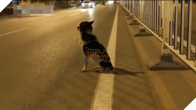 Cảm động câu chuyện chú chó trung thành ngồi đợi suốt 80 ngày tại nơi cô chủ thiệt mạng 3