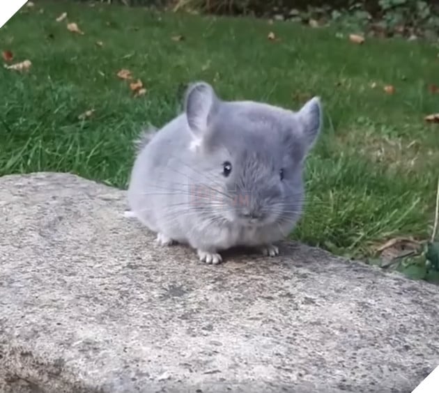 Cận cảnh chú Totoro tí hon ngoài đời thực siêu đáng yêu khiến cộng đồng mạng phát cuồng  2