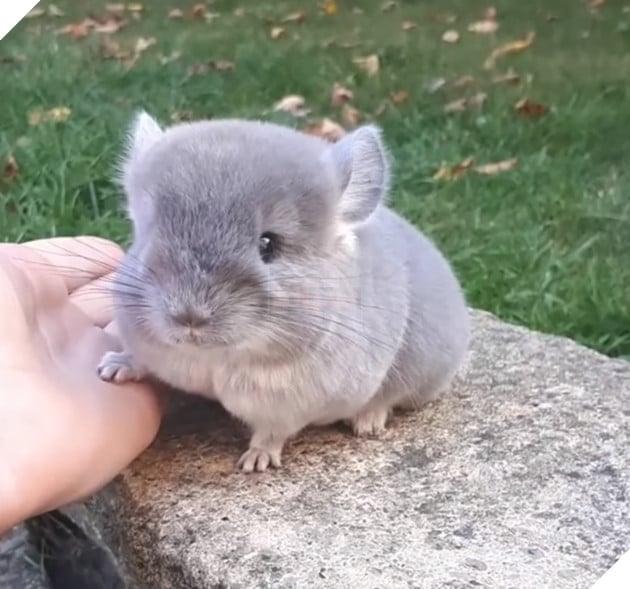 Cận cảnh chú Totoro tí hon ngoài đời thực siêu đáng yêu khiến cộng đồng mạng phát cuồng  3