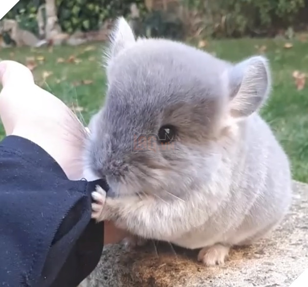 Cận cảnh chú Totoro tí hon ngoài đời thực siêu đáng yêu khiến cộng đồng mạng phát cuồng  4