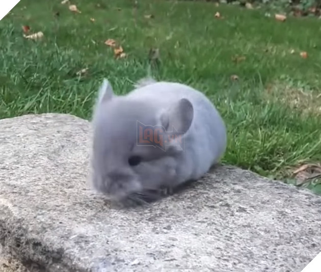 Cận cảnh chú Totoro tí hon ngoài đời thực siêu đáng yêu khiến cộng đồng mạng phát cuồng  5