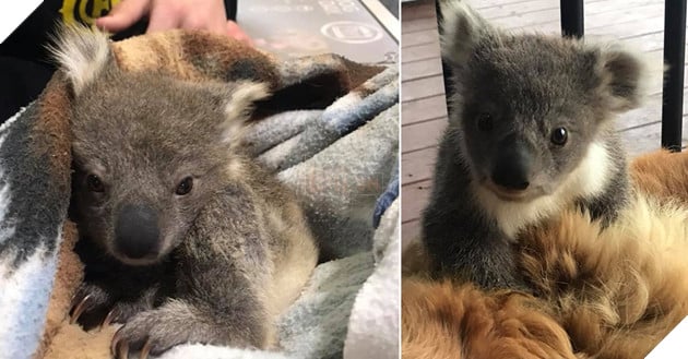 Chú chó Golden cứu sống một em bé Koala nhờ những cái ôm ấp dịu dàng 2