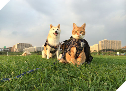 
Đôi vợ chồng chó mèo luôn cực “ngầu” trong bộ ảnh.​