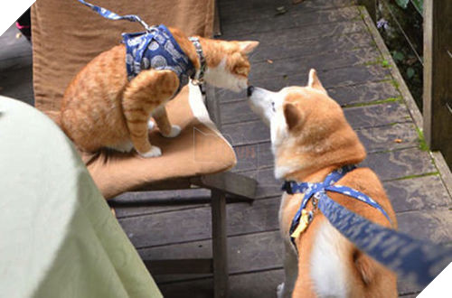 
Tình cảm như cặp đôi mới cưới đang đi hưởng tuần trăng mật.