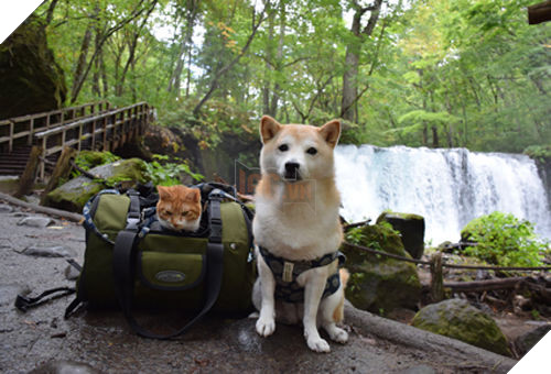 
Hai người bạn luôn đồng hành trong những chuyến du lịch gia đình và cũng được trang bị đầy đủ như ai.​