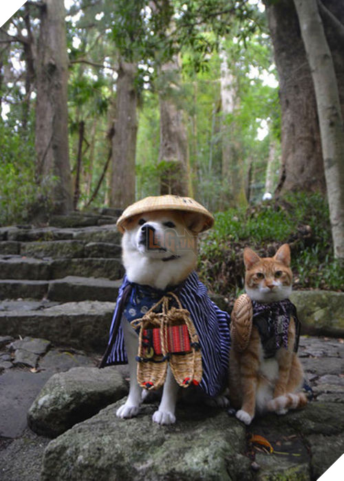 
Torajiro và Kikuchiyo mặc đủ kiểu trang phục đáng yêu, ngoan ngoãn ngồi yên chụp ảnh.​