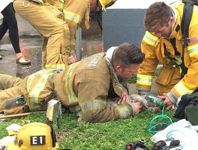 
Vẫn chưa tỉnh lại, Nalu tiếp tục được cấp cứu bằng mặt nạ oxy dành riêng cho vật nuôi.​