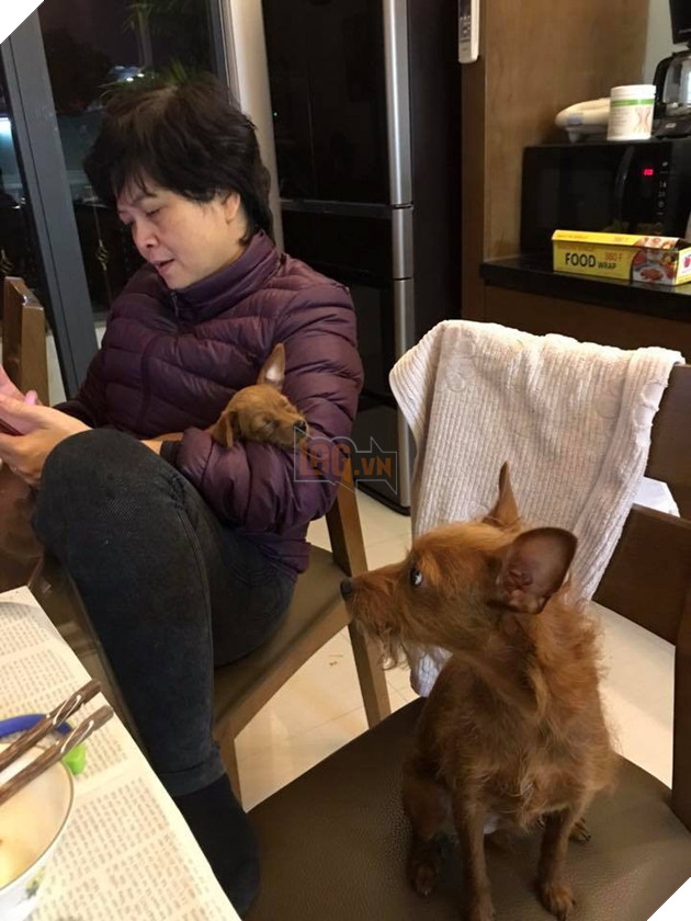 
"Chúng nó phải ăn trước. Trước mẹ tớ ghét chó lắm bảo về là ném nó đi. Thế mà bây giờ" - Ảnh: Internet