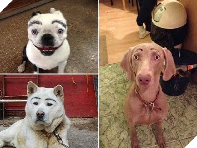 Khi Sen tập kẻ chân mày nhưng không thể tìm ra người mẫu và đây là kết quả