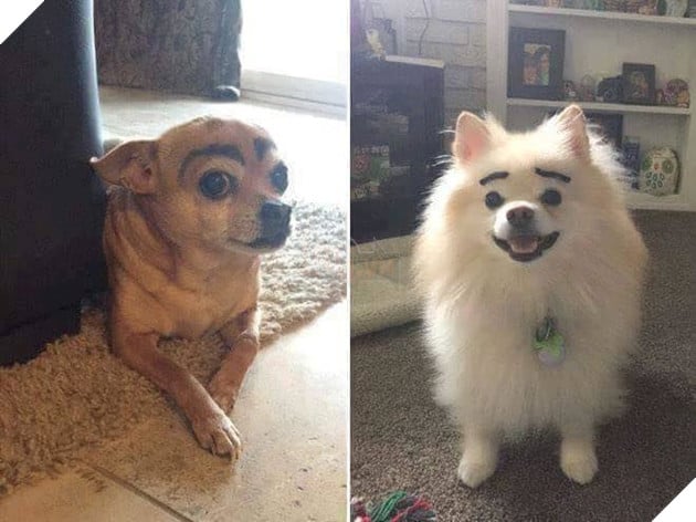 Khi Sen tập kẻ chân mày nhưng không thể tìm ra người mẫu và đây là kết quả