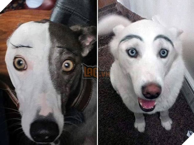  Cặp lông mày chưa chắc sẽ làm bạn đẹp hơn nhưng nó sẽ giúp mặt bạn "ngu ngơ" hơn.