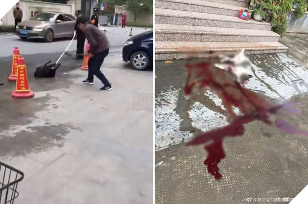 
Những chú chó bị đánh đập dã man, đường phố lênh láng máu khiến nhiều người phẫn nộ 