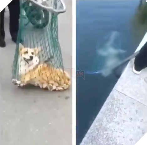 
Thậm chí chúng còn bị dìm xuống nước cho tới chết 