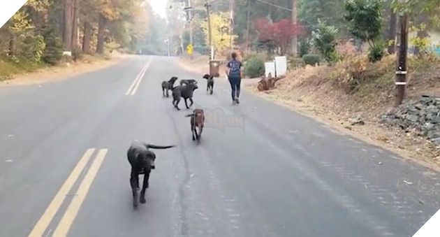 Đàn chó bị bỏ rơi mừng rỡ được ân nhân cưu mang sau thảm họa cháy rừng California, Mỹ