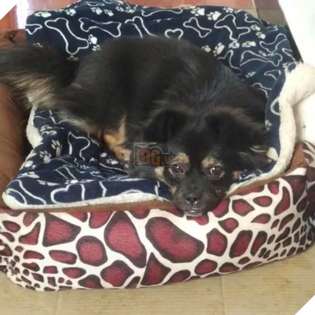 
Ok... Tôi vẫn đang rất ổn...