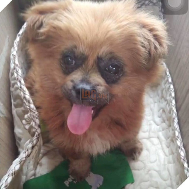 
Hãy nhìn vào đôi mắt ấy các ông ơi...