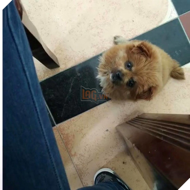 
Ơ sao màu lông có có gì đó kì kì...