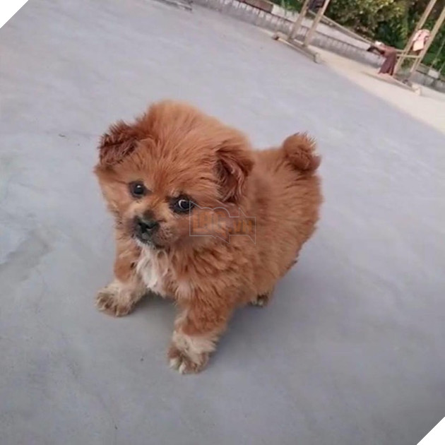 
Lớn thêm chút nữa đôi mắt em dần to lớn và bộ lông cũng có phầm xum xuê rồi nhỉ.