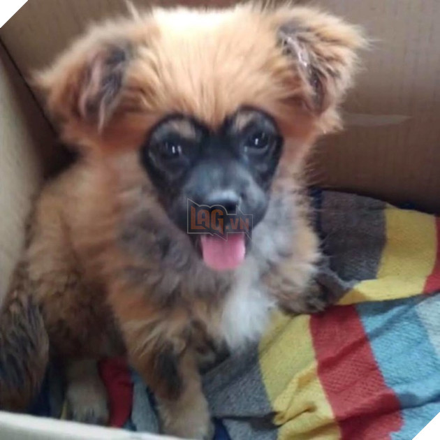 
Tự dưng một ngày đẹp trời ngắm nó và phát hiện mặt "đại boss" của gia đình có hình trái tim.