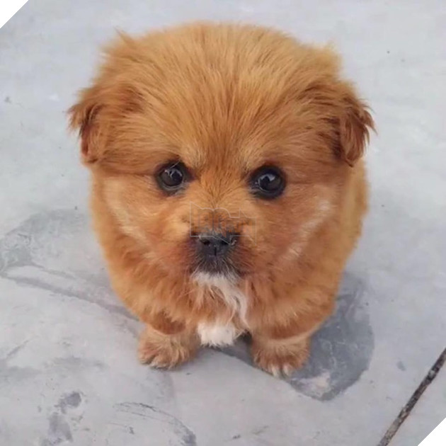 
Ngày gia đình đưa về thì em còn là cậu nhóc ngây tơ với đôi mắt long lanh, bộ lông vàng óng ả.