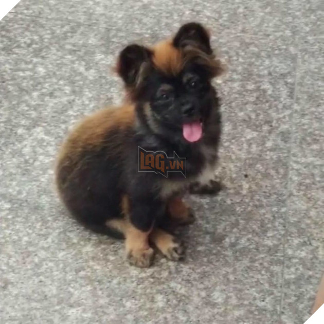 
Ai đó trả tôi chú cún lông vàng óng ả ngày nào hay không?