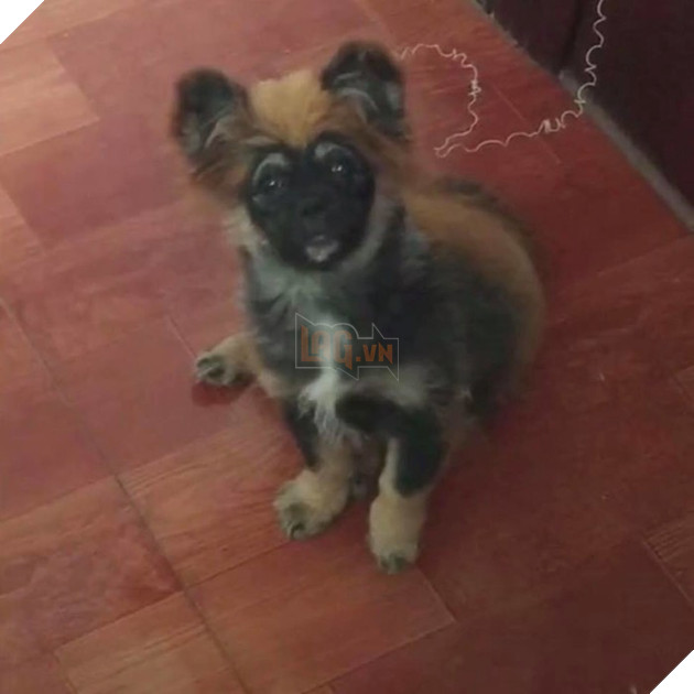 
Ơ... Là ai đã nhuộm lại màu lông cho nó vậy?