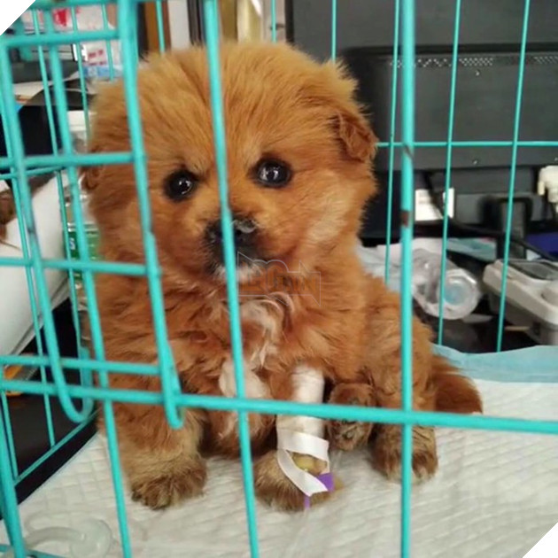 
Dù đôi khi ham chơi, bị bệnh, phải truyền nước nhưng em vẫn dễ thương lắm nhé.