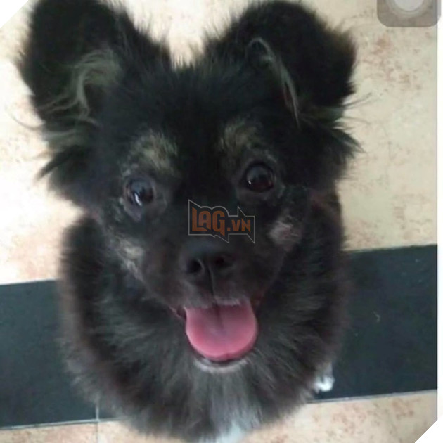 
Mày hãy nói thật đi... Ai đã dạy mày cách biến hình?