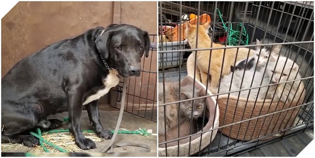 Đàn chó bị bỏ rơi mừng rỡ được ân nhân cưu mang sau thảm họa cháy rừng California, Mỹ 5