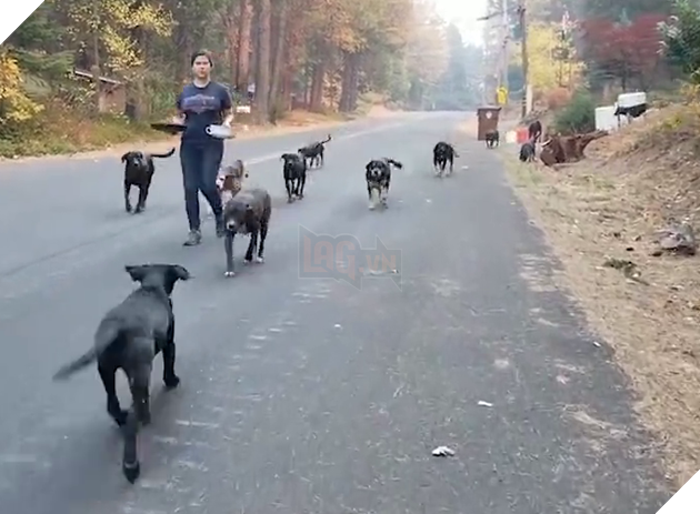 Đàn chó bị bỏ rơi mừng rỡ được ân nhân cưu mang sau thảm họa cháy rừng California, Mỹ 2