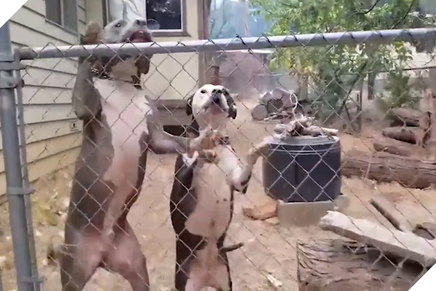 Đàn chó bị bỏ rơi mừng rỡ được ân nhân cưu mang sau thảm họa cháy rừng California, Mỹ 3