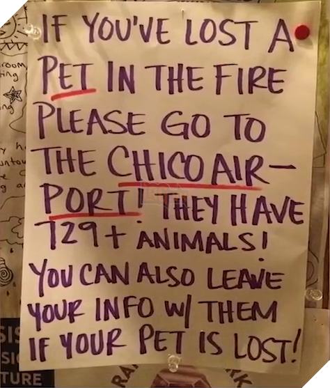 Đàn chó bị bỏ rơi mừng rỡ được ân nhân cưu mang sau thảm họa cháy rừng California, Mỹ 4