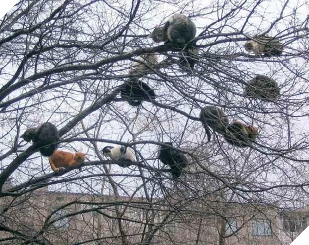 
Cây sẽ cho lộc và cây sẽ cho hoa... à, không có hoa.