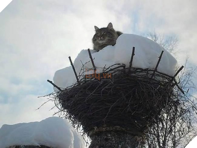 
Cũng không có chim luôn...