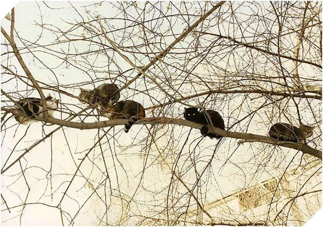 
Nhưng hình như có "quả lạ".