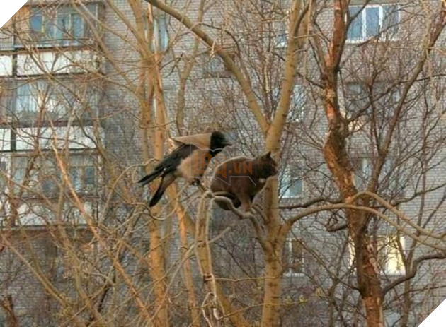 
Mèo: Bạn cũng bị bỏ rơi ư? - Chim: Không, bố mày bị cướp nhà!