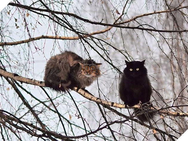 
Chào, tôi là Cú Mèo, bên cạnh tôi là Mèo Cú.