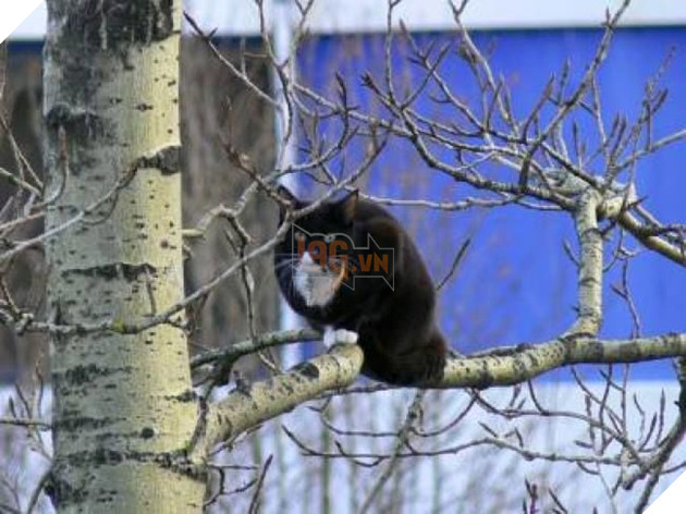 
Gì? Chưa thấy Cú Mèo bao giờ à?